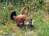 Pollo con giovani pollastrelli "adottati"