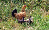 Pollo con giovani pollastrelli "adottati"