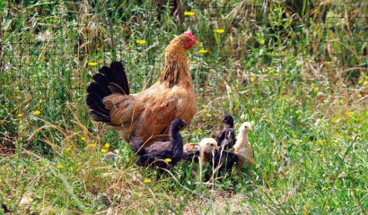 Pollo con giovani pollastrelli "adottati"