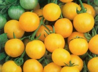 Pomodori gialli