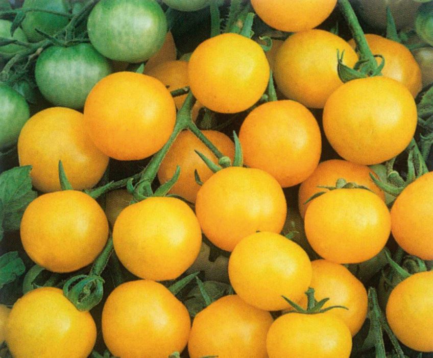 pomodori-gialli