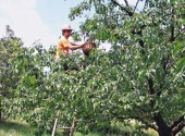 Raccolta delle ciliegie con scala