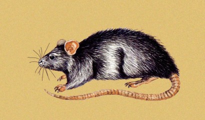 Disegno di un ratto