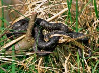 Serpente che facilmente si trova in campagna