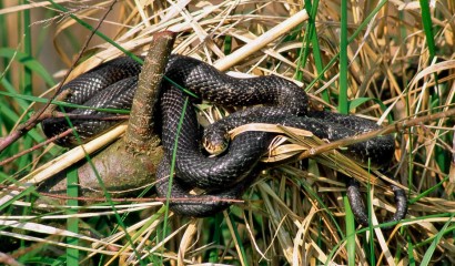 Serpente che facilmente si trova in campagna