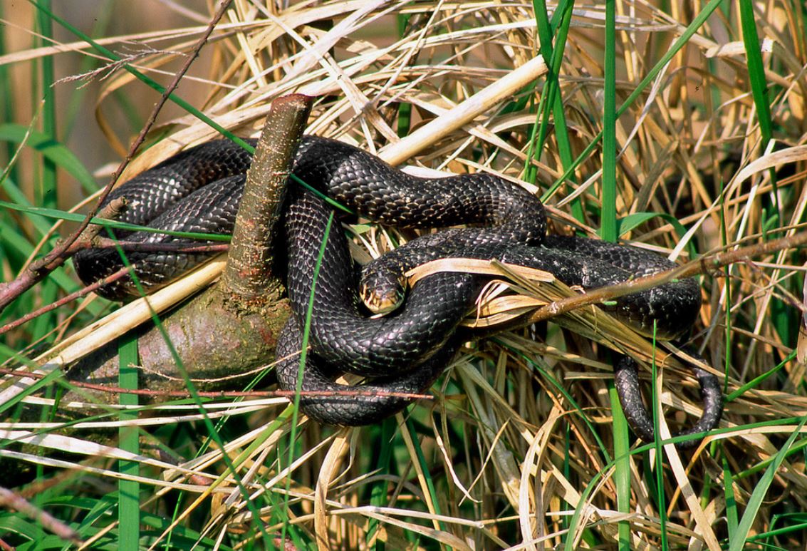 Come tenere lontani i serpenti dalla