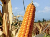 Spiga di mais, comunemente chiamata pannocchia
