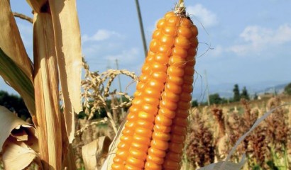 Spiga di mais, comunemente chiamata pannocchia