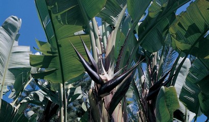 Fiore di strelitzia