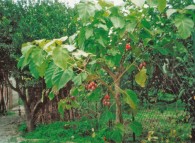 Albero di tamarillo