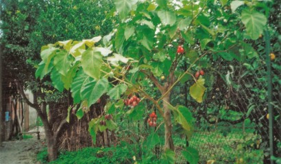 Albero di tamarillo