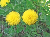 Pianticella di tarassaco che cresce spontanea anche in giardino