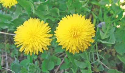 Pianticella di tarassaco che cresce spontanea anche in giardino