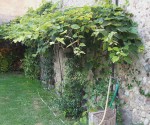 Pianta di uva fragola vicino ad un muro vecchio