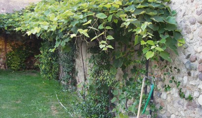 Pianta di uva fragola vicino ad un muro vecchio