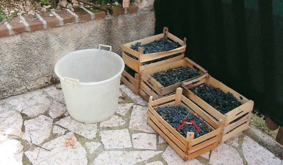 Cassette di uva pronte per la vinificazione casalinga