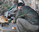 Volpe che si è avvicinata a un uomo per ricevere del cibo