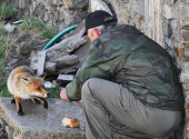 Volpe che si è avvicinata a un uomo per ricevere del cibo