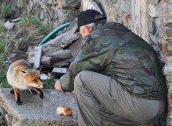 Volpe che si è avvicinata a un uomo per ricevere del cibo