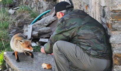 Volpe che si è avvicinata a un uomo per ricevere del cibo