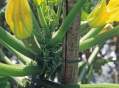 Pianta di zucchino allevata su sostegno