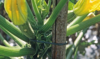 Pianta di zucchino allevata su sostegno