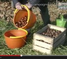 Conservazione delle castagne fresche