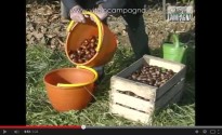 Conservazione delle castagne fresche