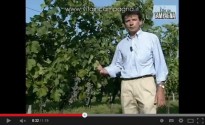 Enzo Corazzina spiega il diradamento dei grappoli