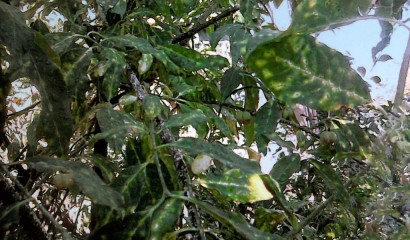 Pianta di evonimo colpita da cocciniglia