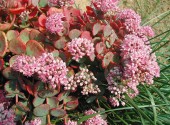 Fioritura di Sedum sieboldii