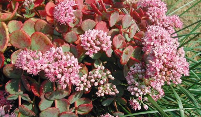 Fioritura di Sedum sieboldii