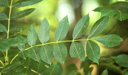 Fraxinus excelsior