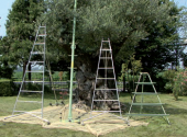 Scale per il frutteto