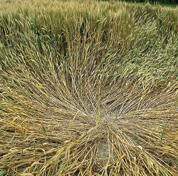 Allettamento Vita in Campagna