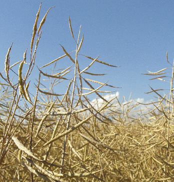Siliqua Vita in Campagna