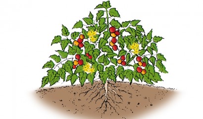 Disegno di una pianta determinata di pomodoro in orto