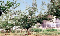 Albicocco dopo la potatura