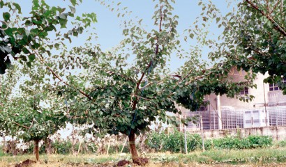 Albicocco dopo la potatura