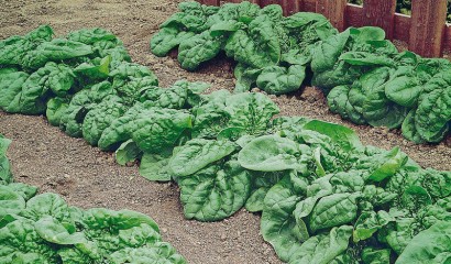 Aiola coltivata a spinaci