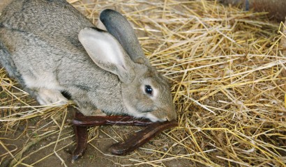 coniglio mangia carrube