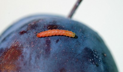 Larva di cidia funebrana
