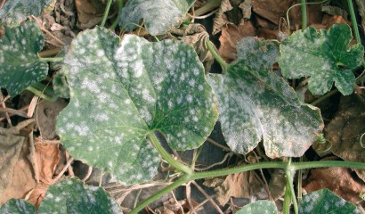 Foglia di melone colpita da mal bianco