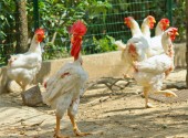 Galline durante il cambio del piumaggio