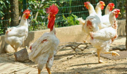 Galline durante il cambio del piumaggio