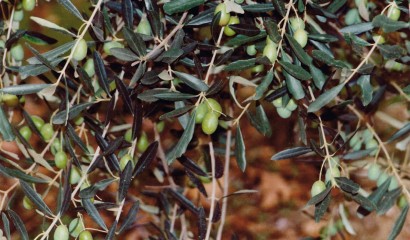 Olive in crescita
