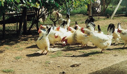 Galline al pascolo nel recinto