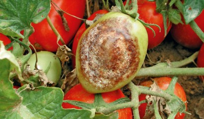 Pomodoro colpito da peronospora