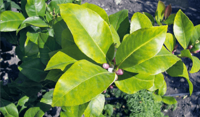 Pianta di limone con foglie ingiallite