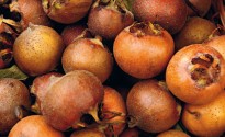 Nespole appena raccolte